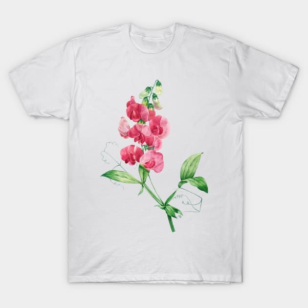 Everlasting Pea - Botanical Illustration T-Shirt by chimakingthings